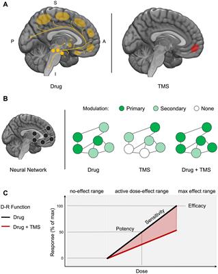 Frontiers | Combining Noninvasive Brain Stimulation With Behavioral ...